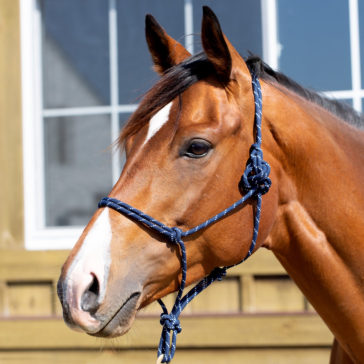 Rope Halter