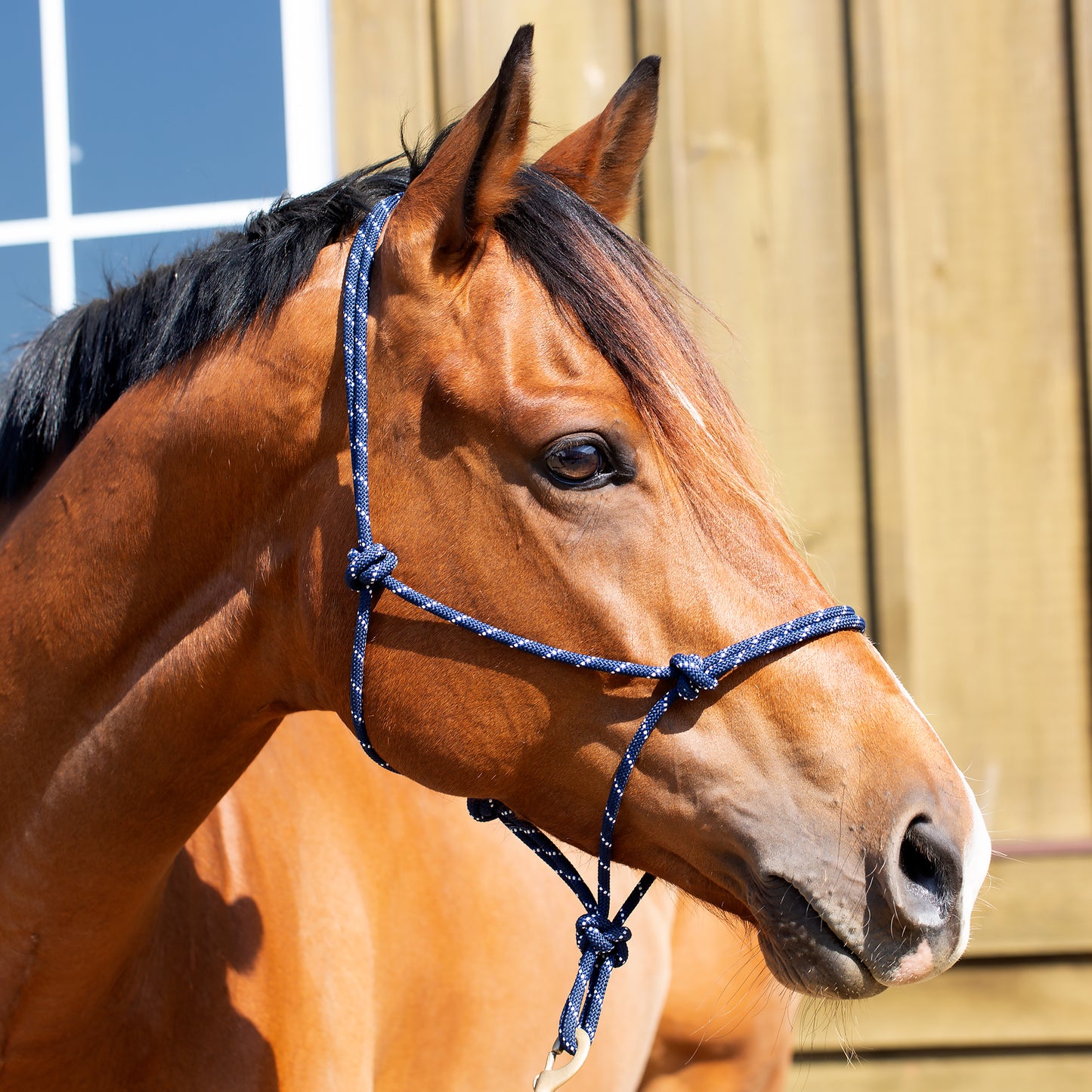 Rope Halter