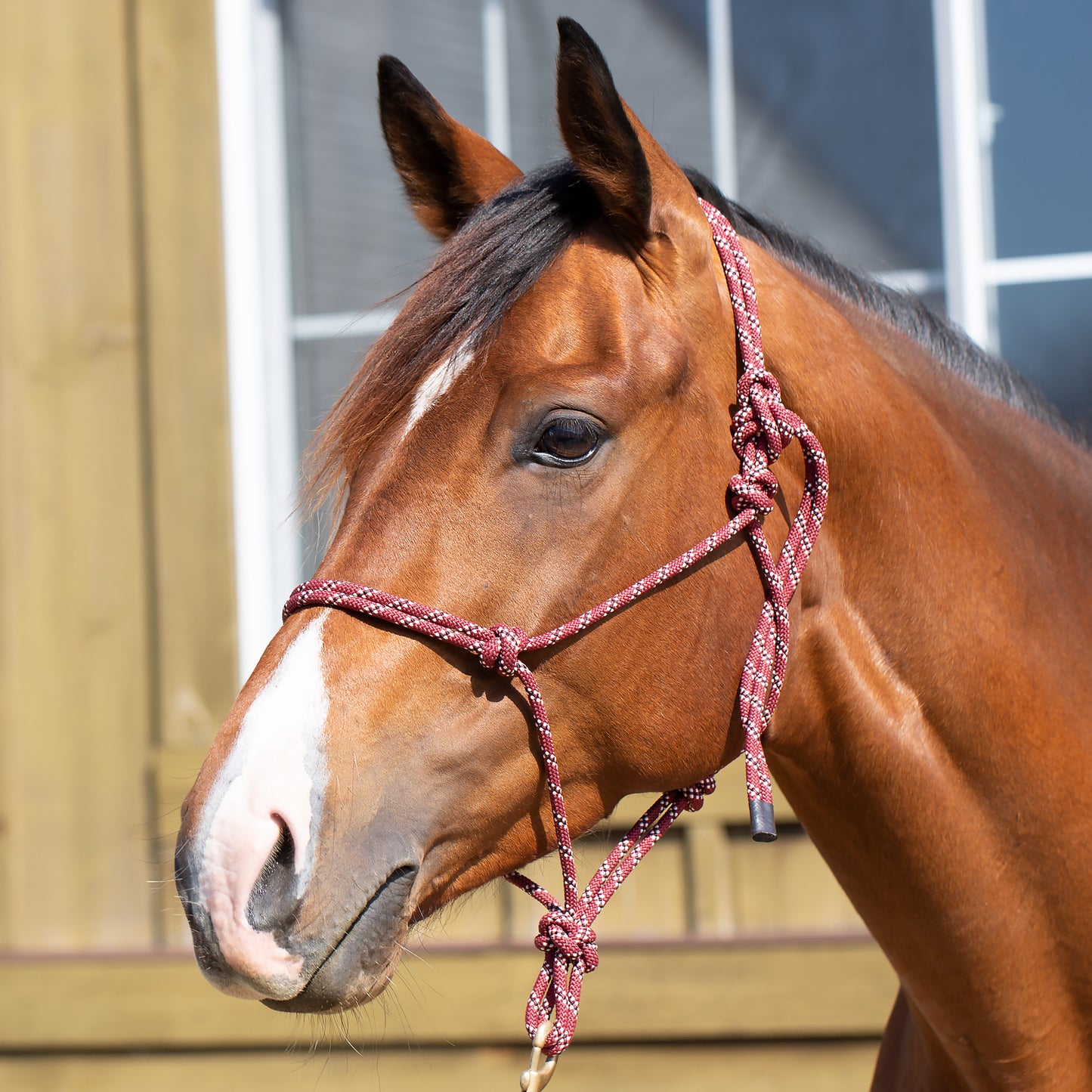Rope Halter