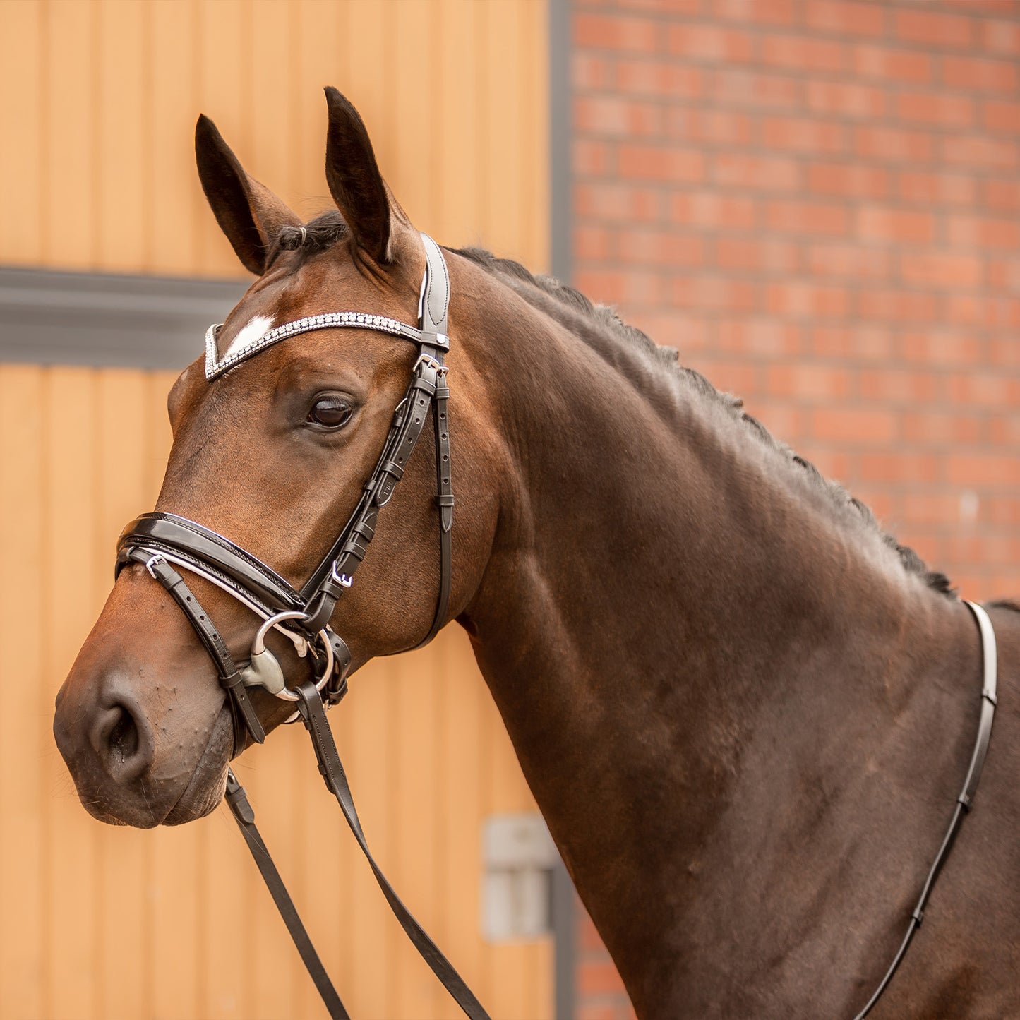 Grayson Classic Dressage Ergonomic Bridle