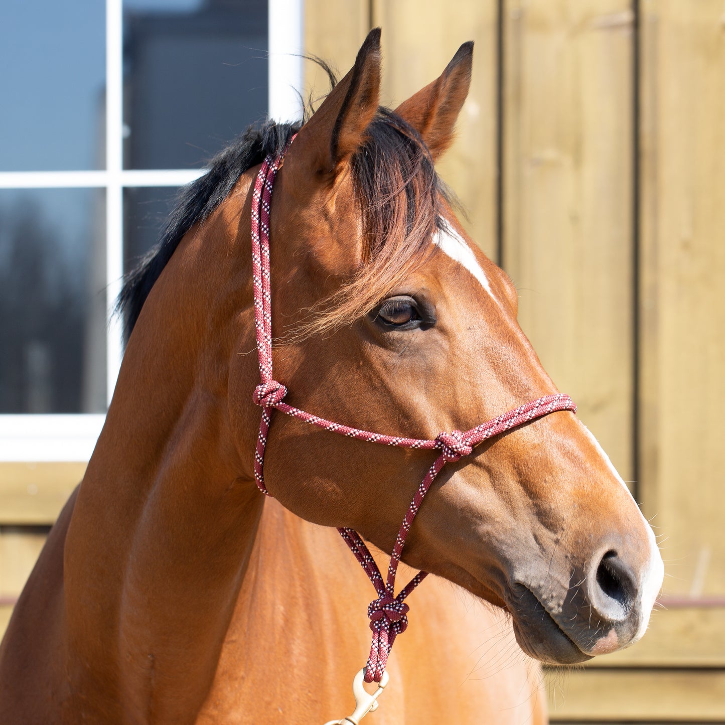 Rope Halter