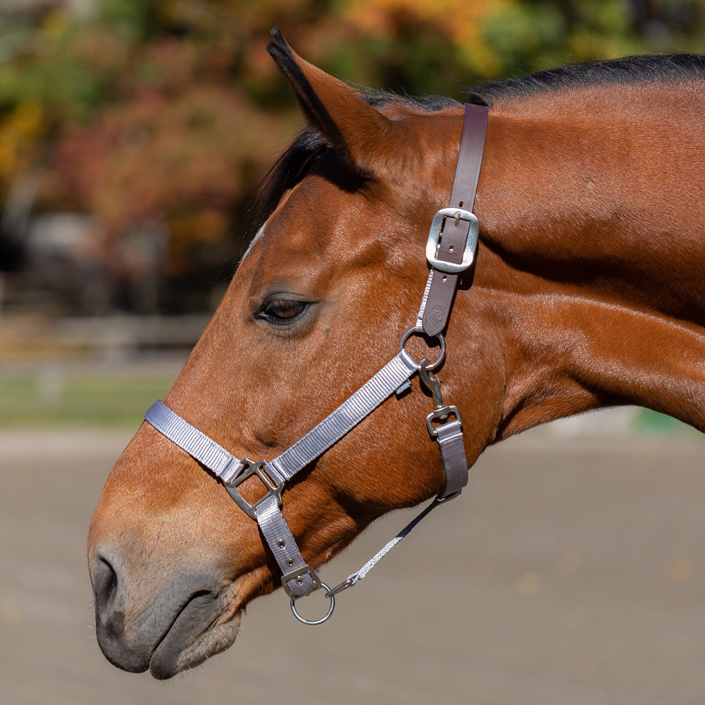 Loki Breakaway Halter