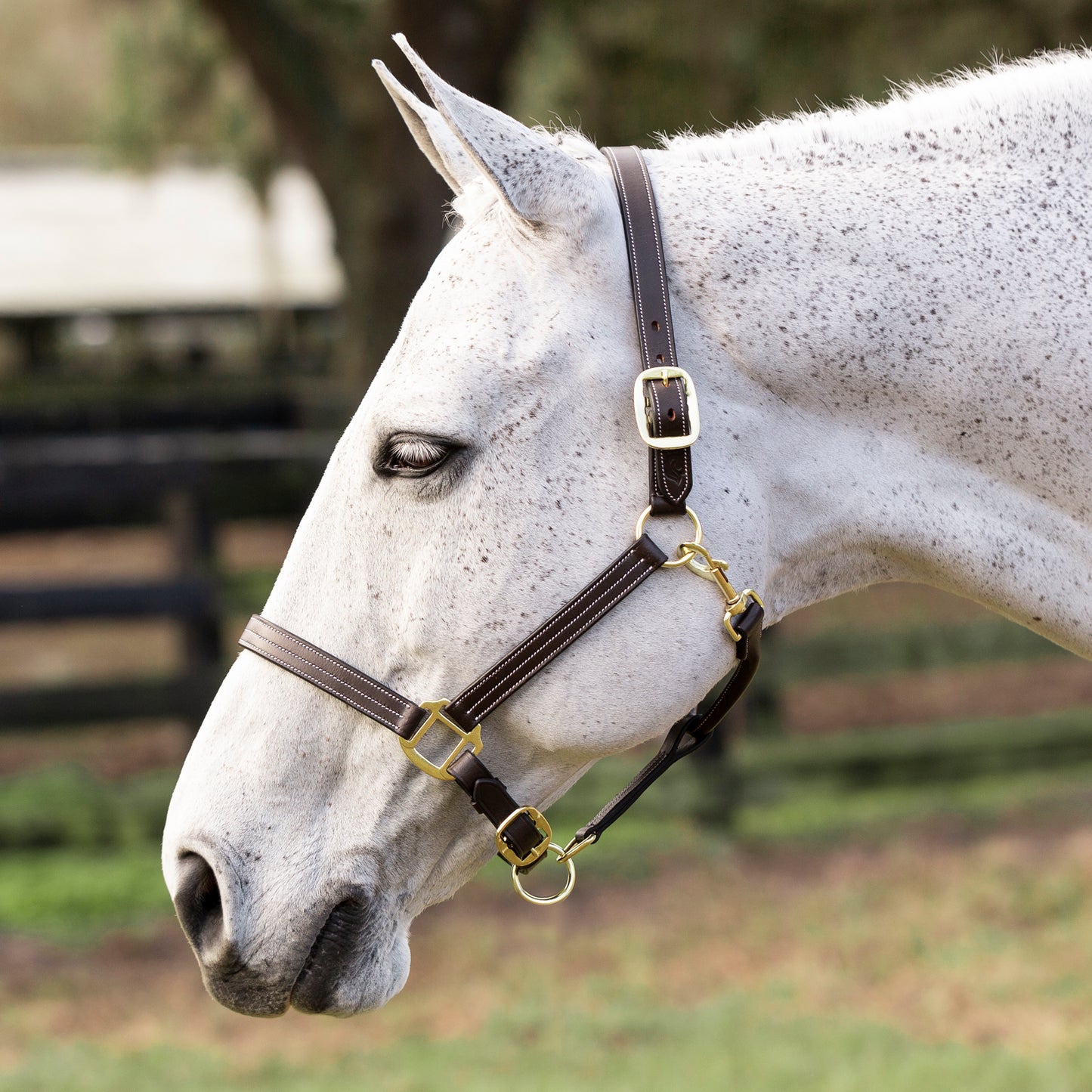 Valkyrie Triple Stitched Leather Halter