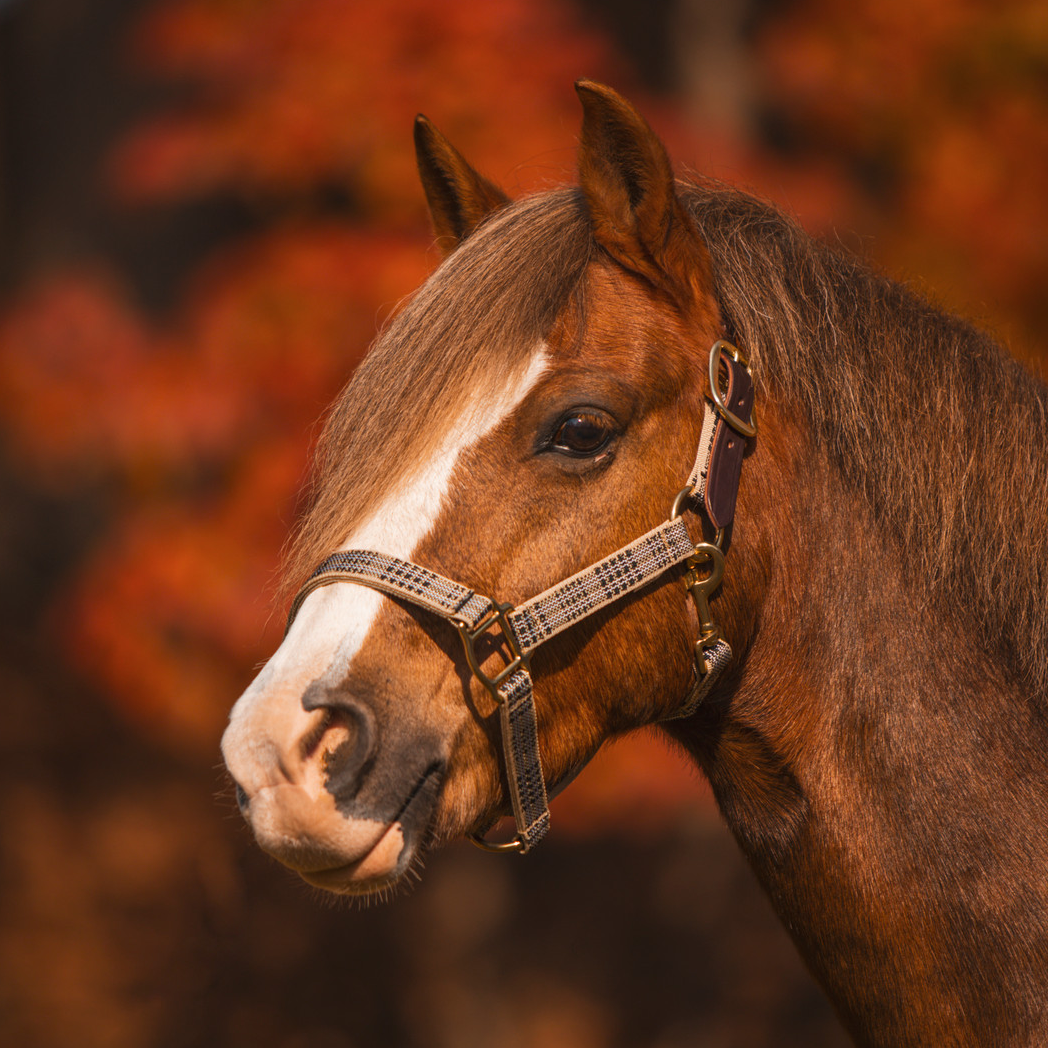 5/A Baker® Breakaway Nylon Halter with Full Leather Crown 1"