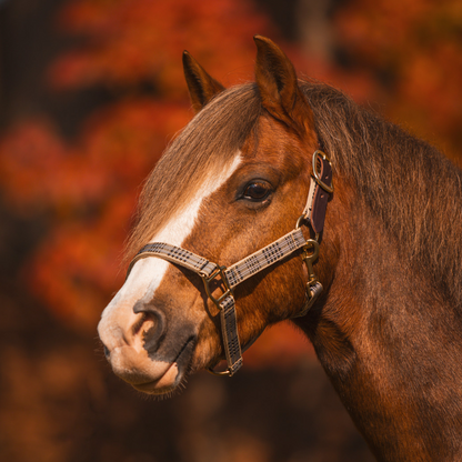 5/A Baker® Breakaway Nylon Halter with Full Leather Crown 1"