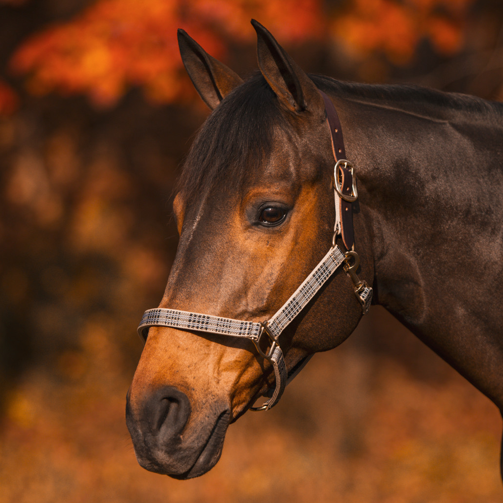 5/A Baker® Breakaway Nylon Halter with Full Leather Crown 1"