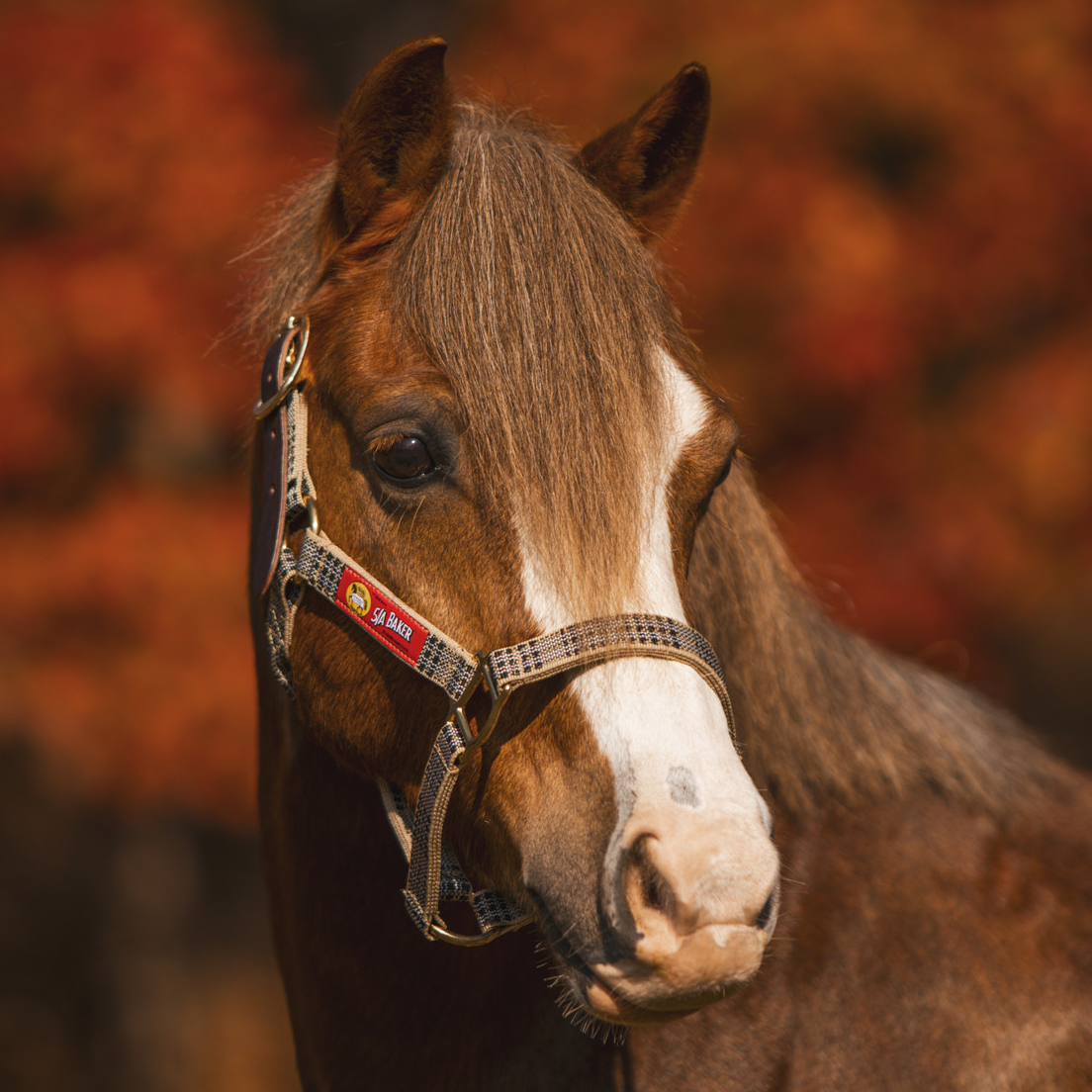 5/A Baker® Breakaway Nylon Halter with Full Leather Crown 1"