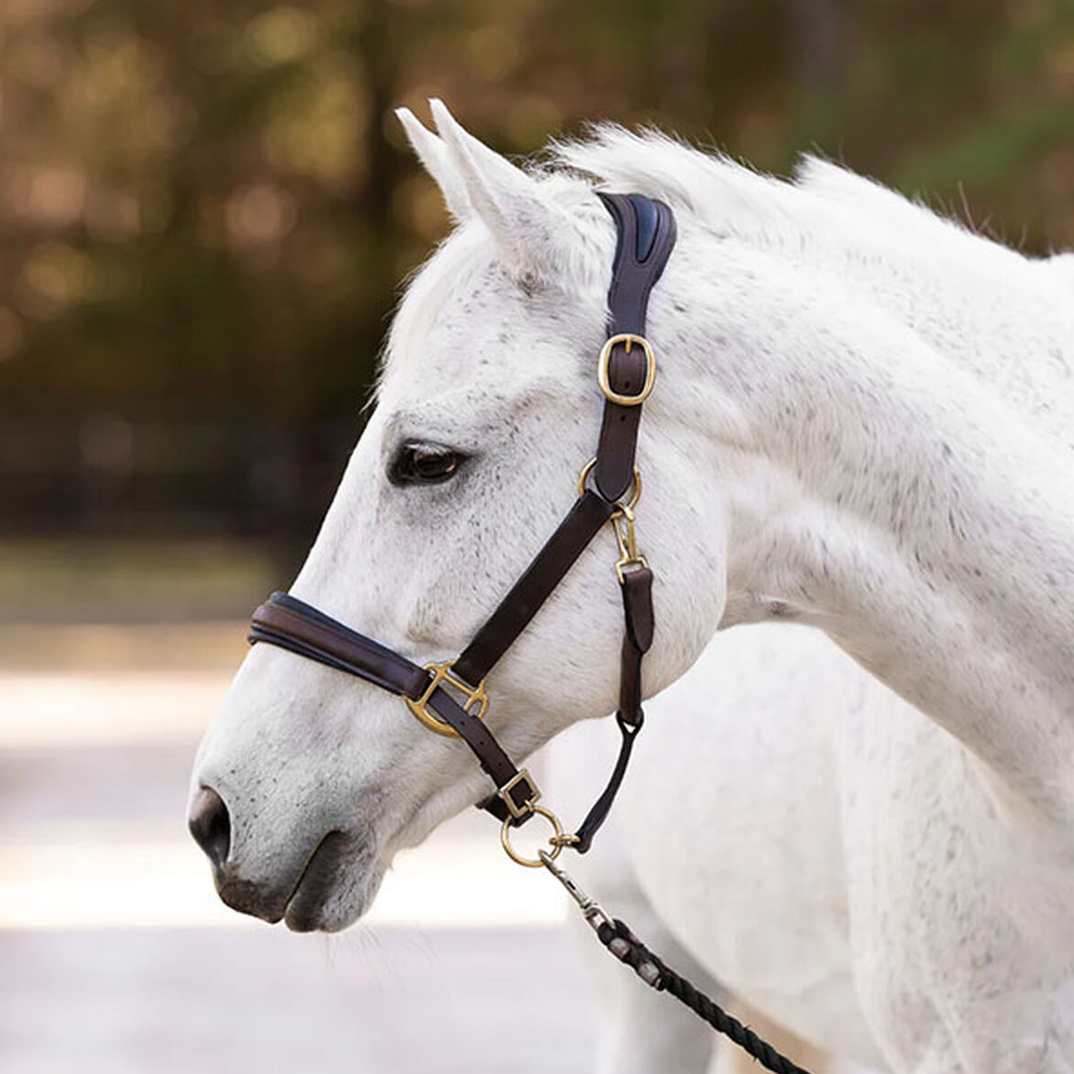 Padded Leather Ergonomic Halter
