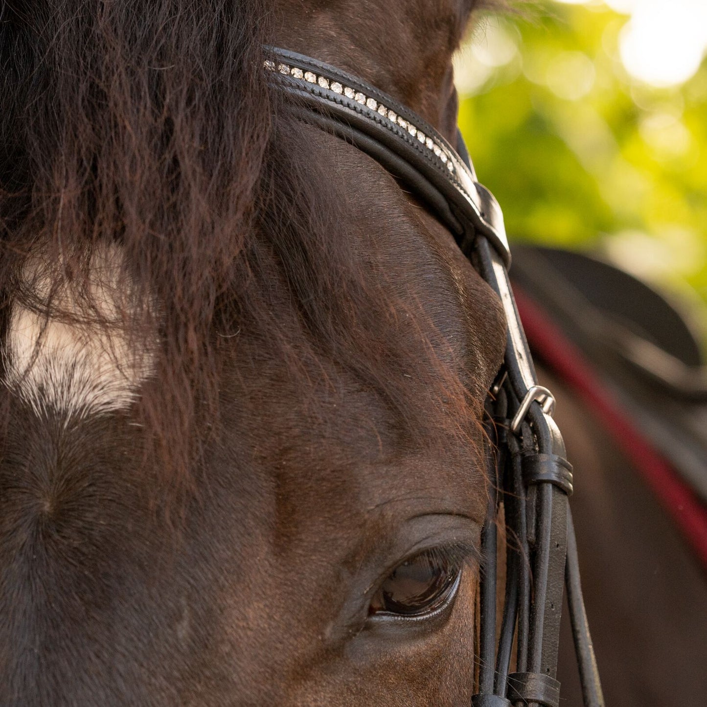 Saga Dressage Crank Noseband Bridle & Reins - Black