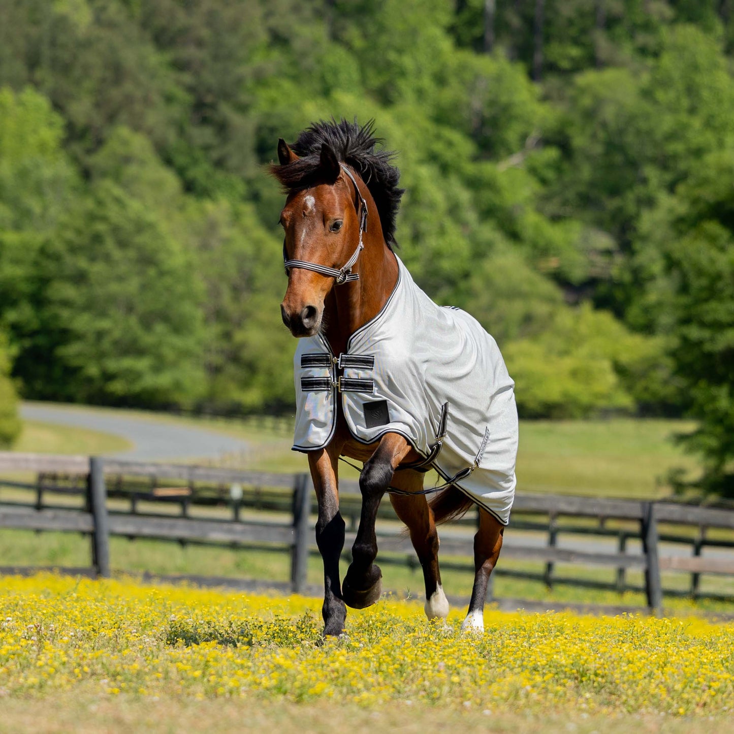 Adepto Halter