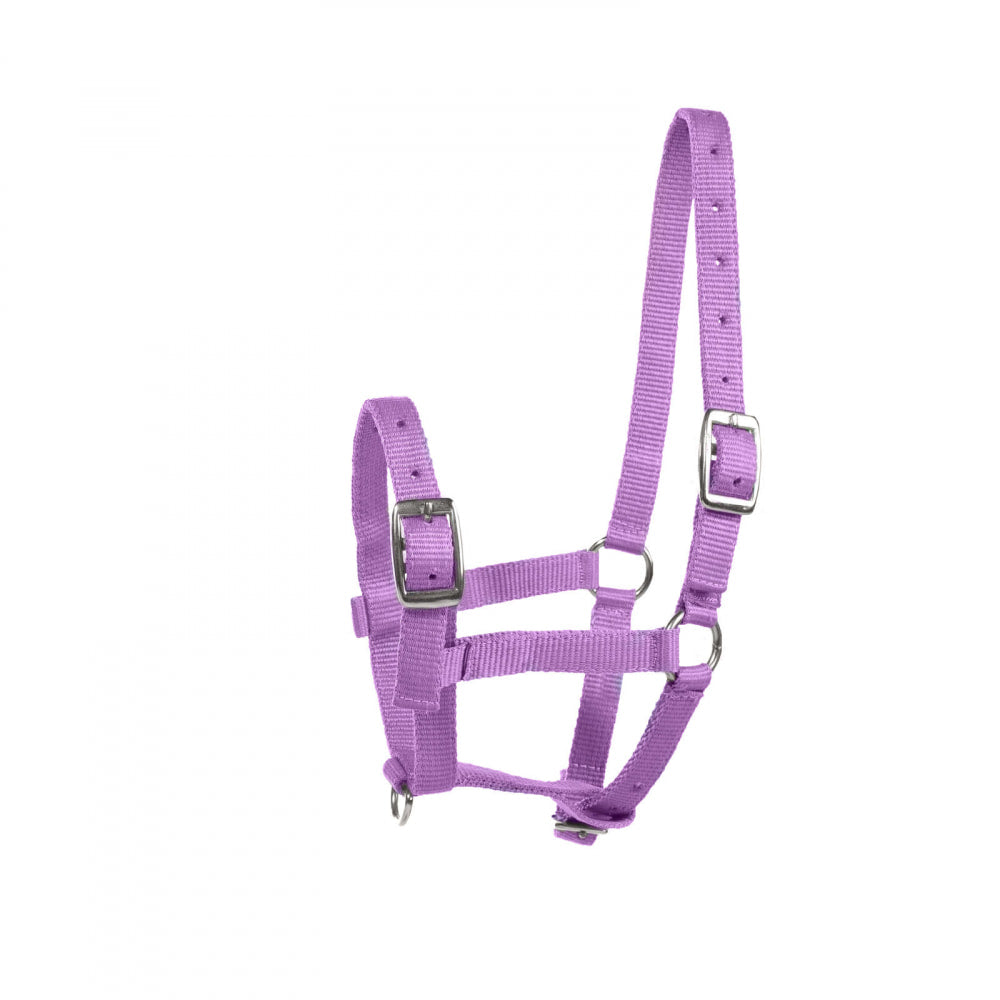 Foal Halter