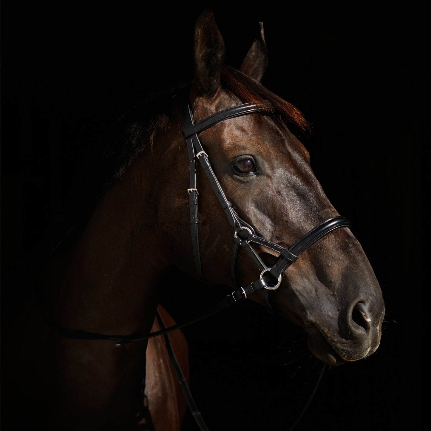 Denver Bitless Bridle