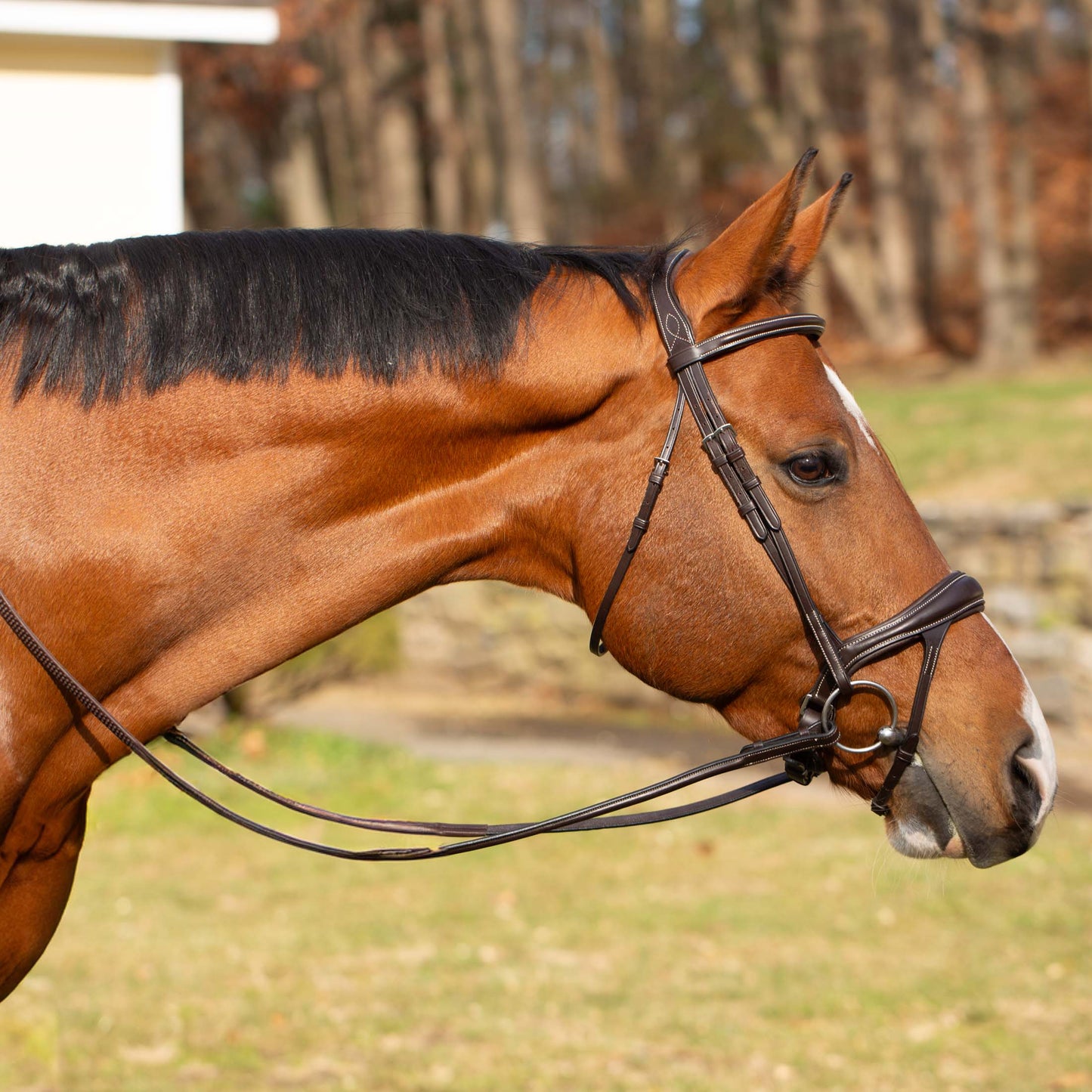 Valkyrie Alternative Flash Bridle with Rubber Reins