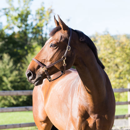 Fremont Leather Horse Halter