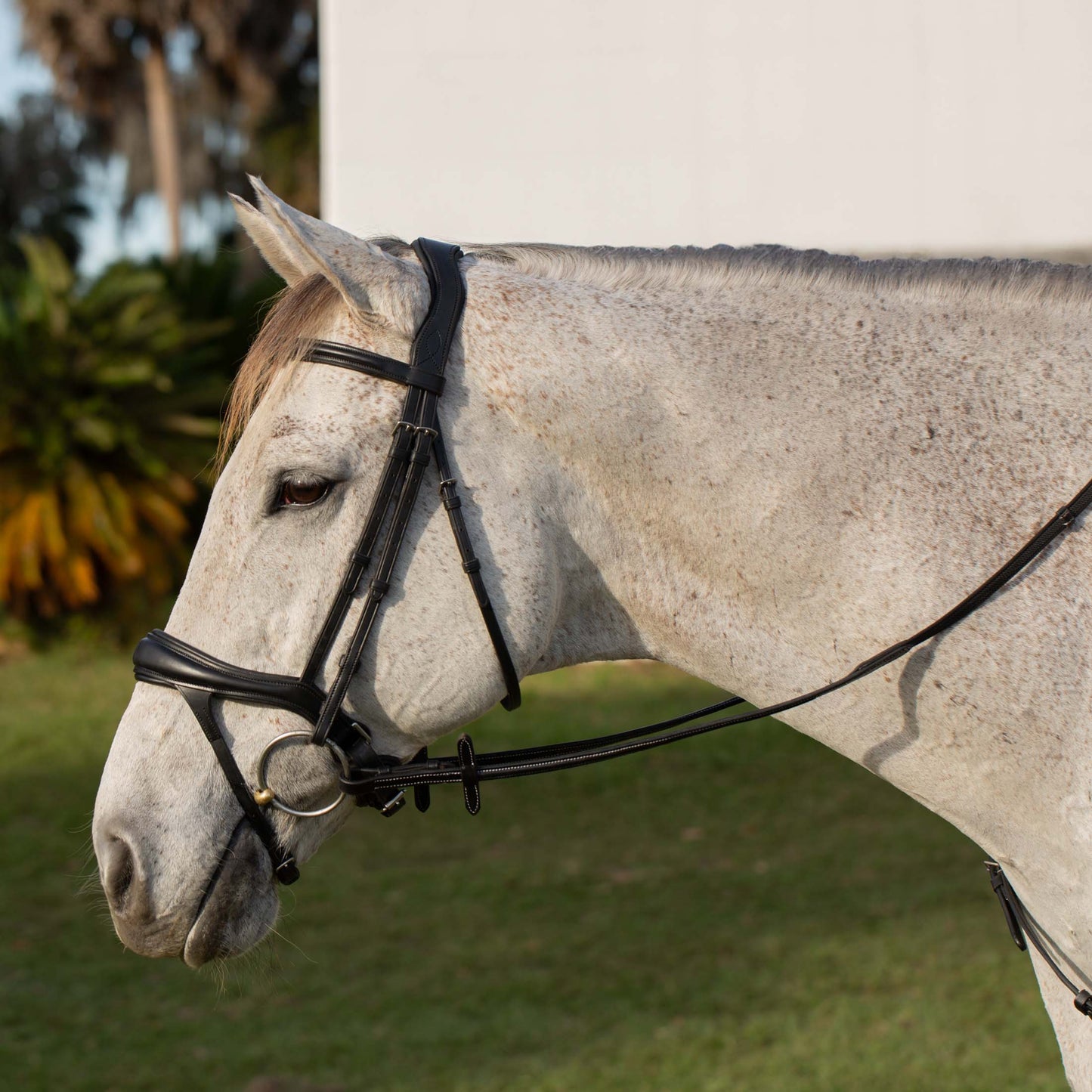 Valkyrie Alternative Flash Bridle with Rubber Reins