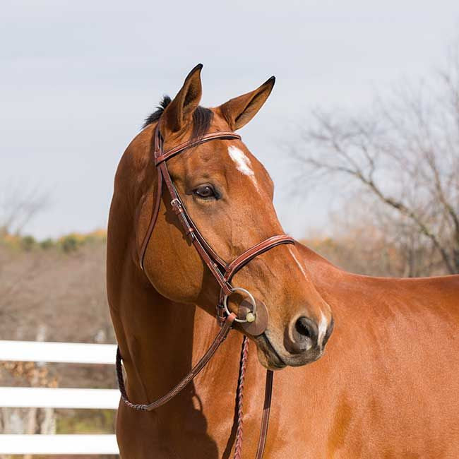 Champion Snaffle Show Bridle