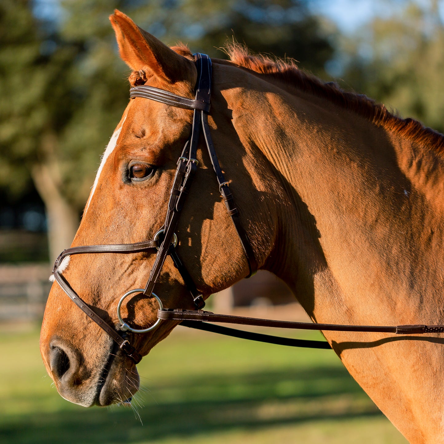 Saga Fancy Stitched Figure 8 Bridle & Reins