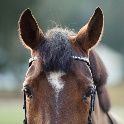 Weston Flash Bridle w/ Reins