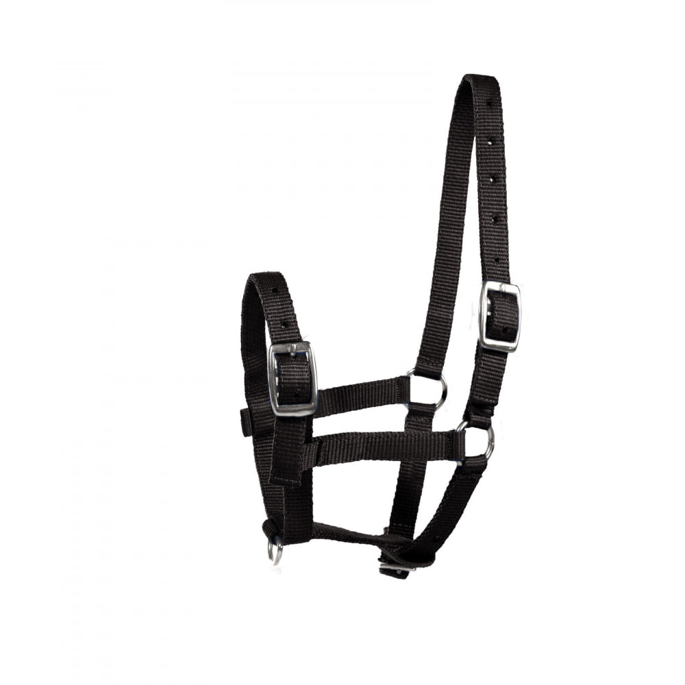 Foal Halter