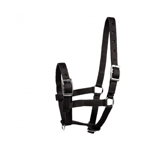 Foal Halter