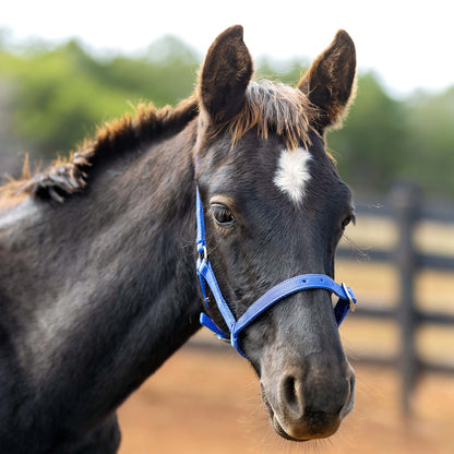 Foal Halter