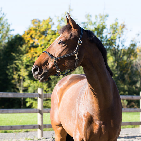 Fremont Leather Horse Halter