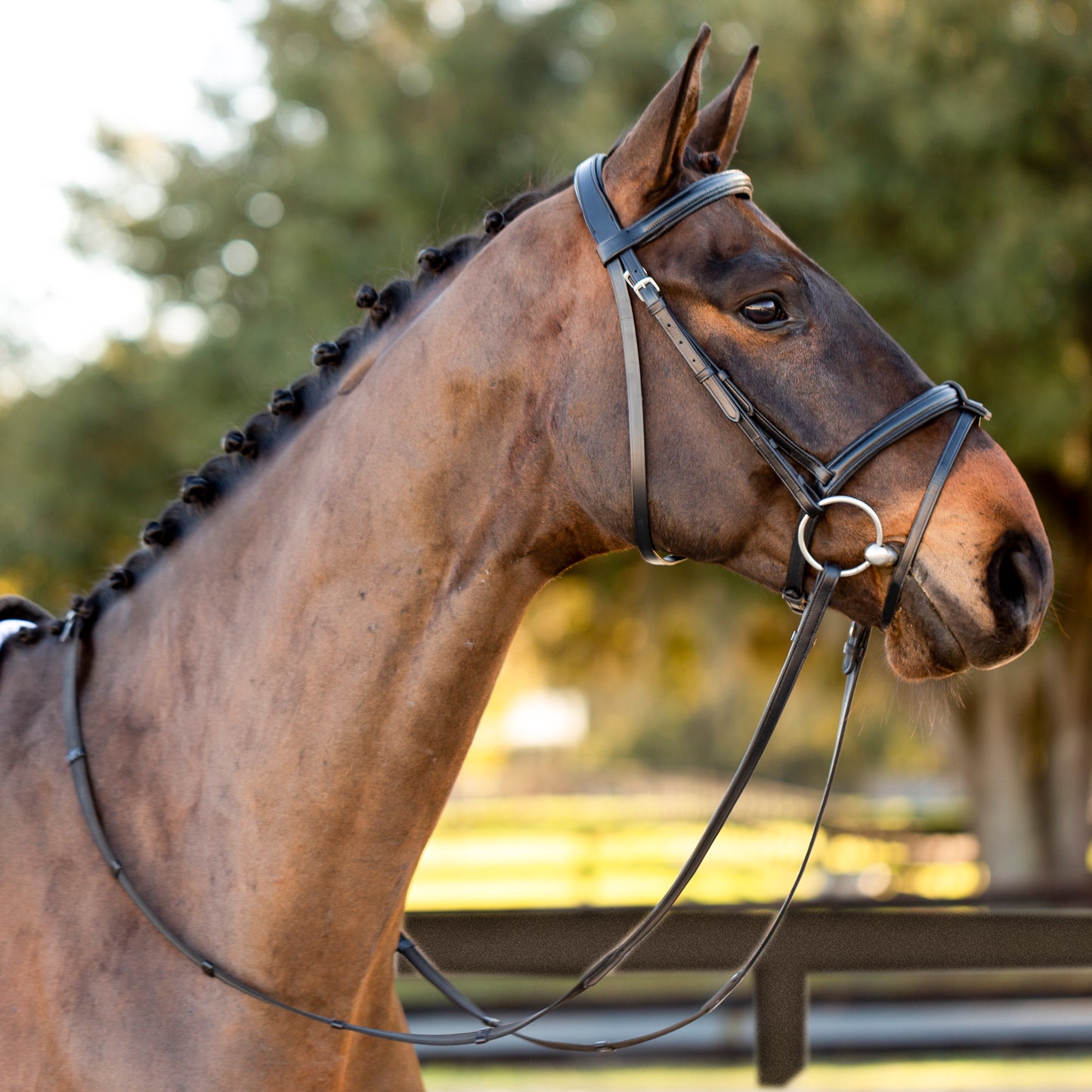 Saga Padded Dressage Bridle & Reins