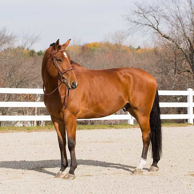 Champion Snaffle Show Bridle