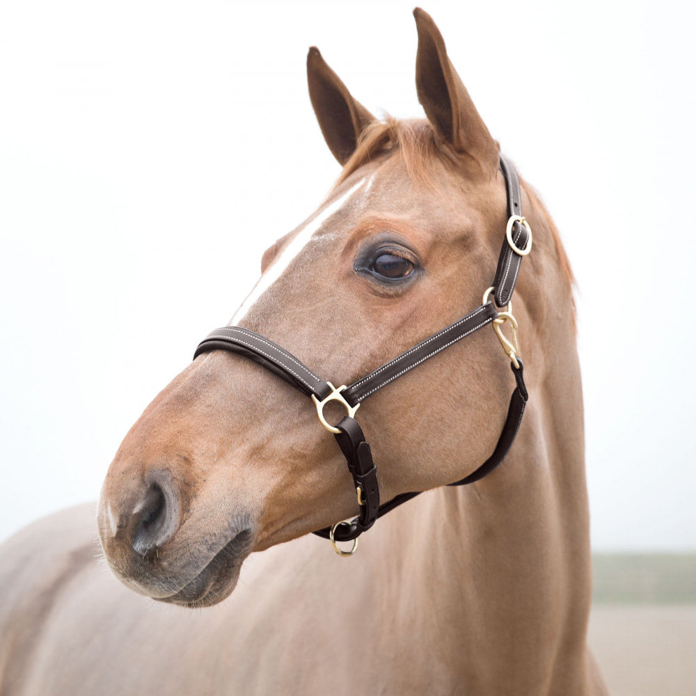 Largo Leather Halter