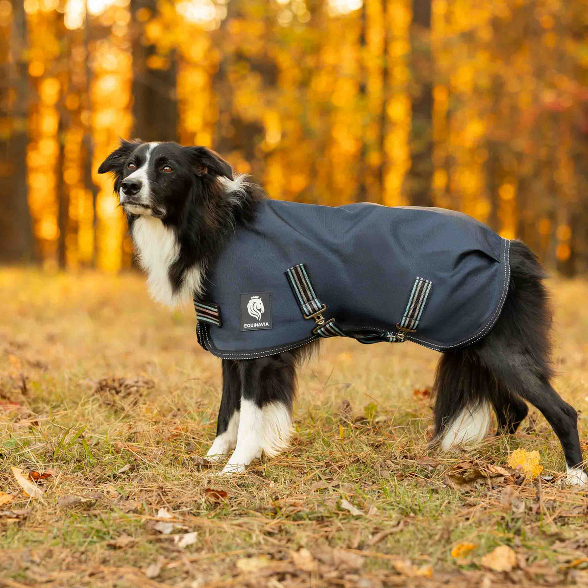 Equinavia Arktis Dog Turnout Blanket 200g