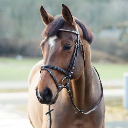 Weston Flash Bridle w/ Reins