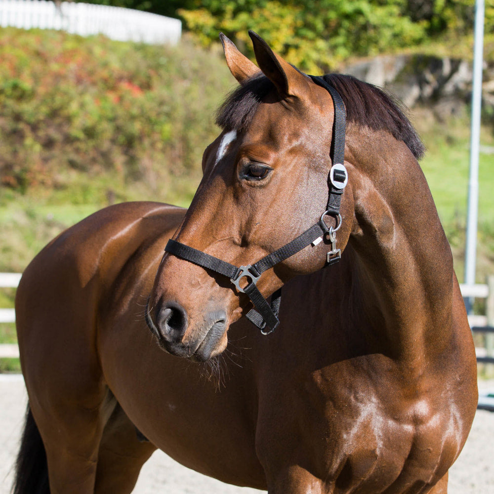 Basic Horse Halter