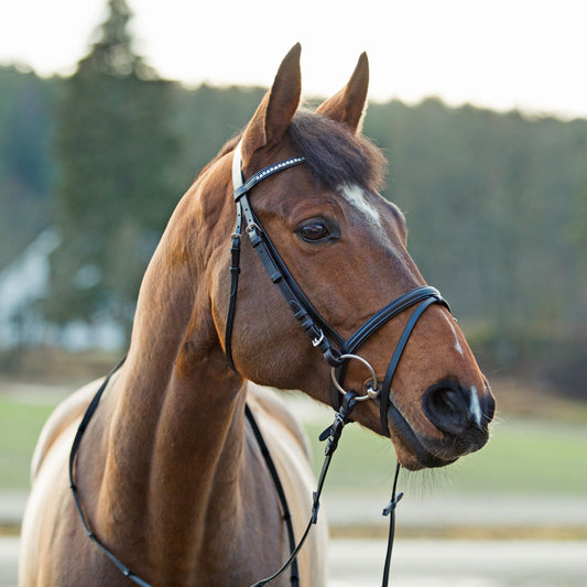 Weston Flash Bridle w/ Reins