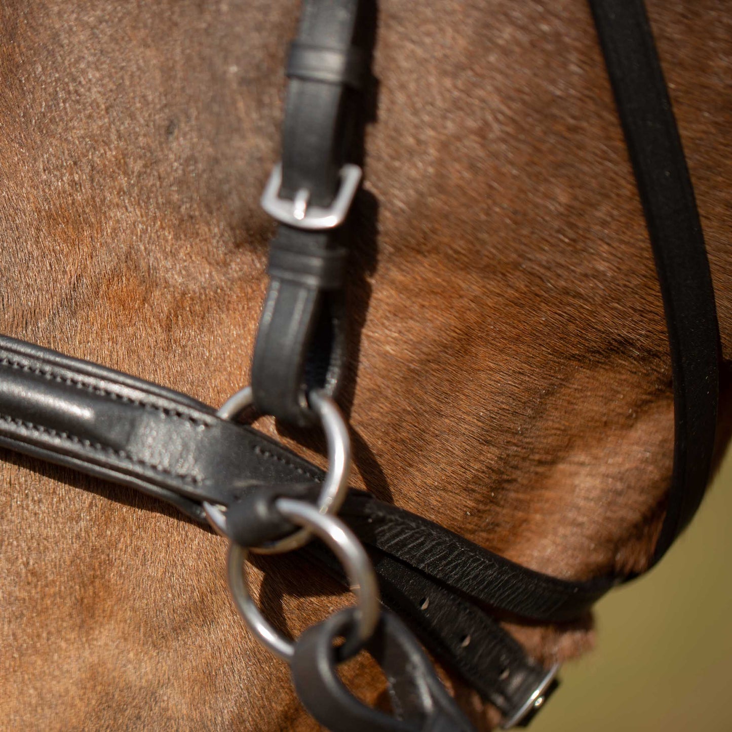 Saga Bitless Bridle